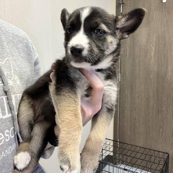 Mixed Breed Dogs Available for Adoption in Bismarck, North Dakota - Runt | PetCurious