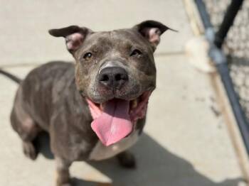 LOLA -  Pit Bull Terrier and Mixed Breed Dog Available for Adoption in Tulsa, Oklahoma - LOLA | PetCurious