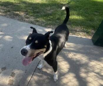 MAX -  Rottweiler and Mixed Breed Dog for Adoption in Olathe, Kansas - MAX | PetCurious