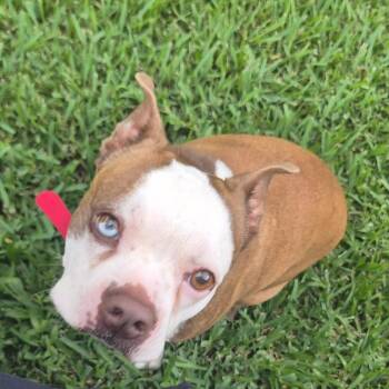 Snoopy -  Boston Terrier Dog for Adoption in New Orleans, Louisiana - Snoopy | PetCurious