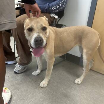 Shinne -  Mixed Breed Dog for Adoption in Philadelphia, Pennsylvania - Shinne | PetCurious