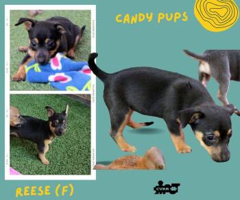Reese (Puppy) -  Terrier Dog for Adoption in Lindsay, California - Reese (Puppy) | PetCurious