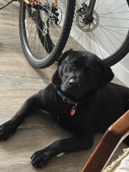 Kenobi -  Labrador Retriever Dog Available for Adoption in Fayetteville, Arkansas - Kenobi | PetCurious