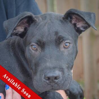 Mecklan -  American Bulldog and Black Labrador Retriever Dog for Adoption in Huntley, Illinois - Mecklan | PetCurious