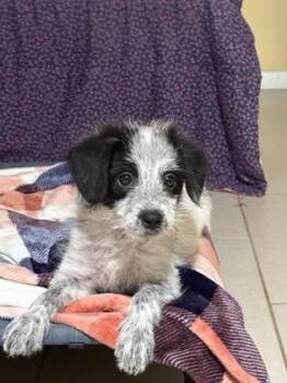 Bun Bun -  Australian Cattle Dog Blue Heeler and Mixed Breed Dog for Adoption in Fort Worth, Texas - Bun Bun | PetCurious