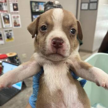 Porter -  Pit Bull Terrier Dog for Adoption in Birmingham, Alabama - Porter | PetCurious