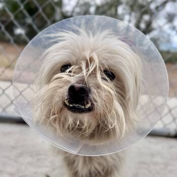 Max -  Maltese Dog for Adoption in Hilton Head Island, South Carolina - Max | PetCurious