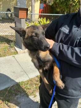 Mixed Breed Dogs Available for Adoption - GUINNESS | PetCurious