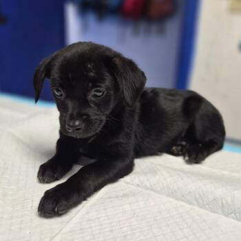 Chihuahua and Pomeranian Dogs Available for Adoption - Mochi Crunch | PetCurious