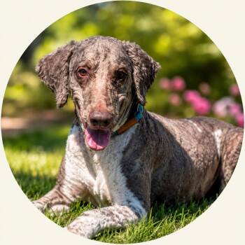 Bentley Dior -  Standard Poodle Dog Available for Adoption in Ashland, Kentucky - Bentley Dior | PetCurious