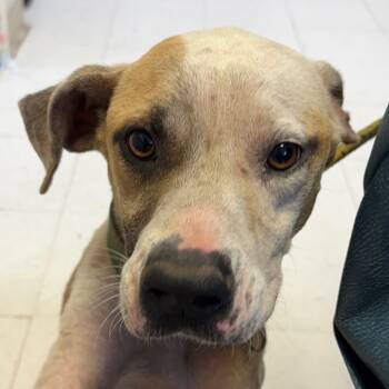 Rescue Pit Bull Terrier Dogs for Adoption in Jacksonville, Arkansas - Billy | PetCurious