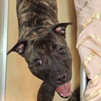 Hennesey -  Mixed Breed Dog for Adoption in Fairport, New York - Hennesey | PetCurious