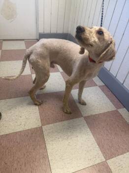 Dumbo -  Goldendoodle and Mixed Breed Dog for Adoption in Ontario, California - Dumbo | PetCurious