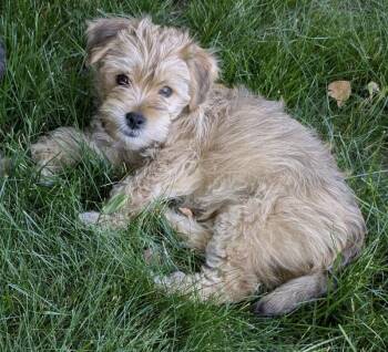 Thomas -  Shih Poo and Yorkshire Terrier Dog for Adoption in Ardsley, New York - Thomas | PetCurious