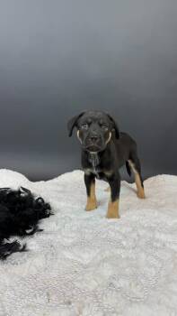Hyphen -  Shepherd and Cattle Dog Dog for Adoption in Phoenix, Arizona - Hyphen | PetCurious