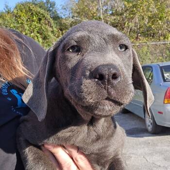 Rescue Mixed Breed Dogs for Adoption in Williston, Florida - Chronicle | PetCurious