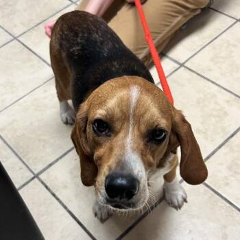 Beagle Dogs Available for Adoption in Newport, North Carolina - Max The Beagle | PetCurious