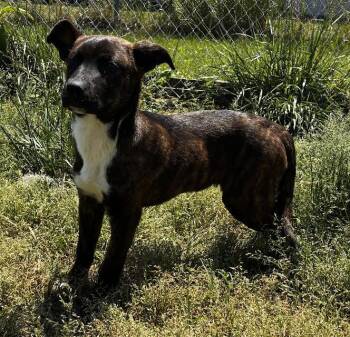 Feist Dogs Available for Adoption in Rutledge, Tennessee - Lucy | PetCurious