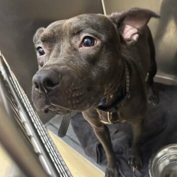 Noodle -  Mixed Breed Dog for Adoption in Winston-salem, North Carolina - Noodle | PetCurious