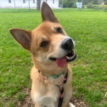 Toby -  Shiba Inu Dog for Adoption in Philadelphia, Pennsylvania - Toby | PetCurious