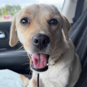 Gracie -  Labrador Retriever Dog for Adoption in West Chester, Pennsylvania - Gracie | PetCurious