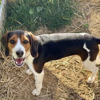 Beagle Dogs Available for Adoption in Cincinnati, Ohio - Jason 2026 | PetCurious