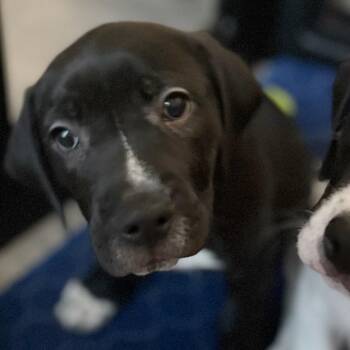 Pit Bull Terrier Dogs Available for Adoption in Shorewood, Illinois - Clover | PetCurious