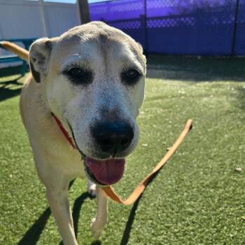 Mixed Breed Dogs Available for Adoption - Duke | PetCurious