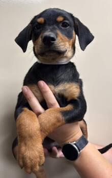Found stray: Orchid -  Rottweiler and Labrador Retriever Dog for Adoption in Rockwall, Texas - Found Stray: Orchid | PetCurious