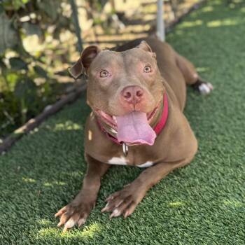 Hazel -  American Staffordshire Terrier and Pit Bull Terrier Dog for Adoption in Whittier, California - Hazel | PetCurious