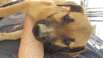 Rescue Australian Shepherd Dogs for Adoption in Anton, Texas - Girl 4/12 | PetCurious