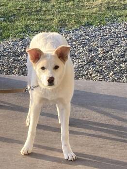 Collie and Australian Shepherd Dogs Available for Adoption in Thompson Falls, Montana - Molly | PetCurious