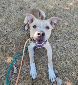 Cyrus -  Mixed Breed Dog for Adoption in Bellevue, Washington - Cyrus | PetCurious