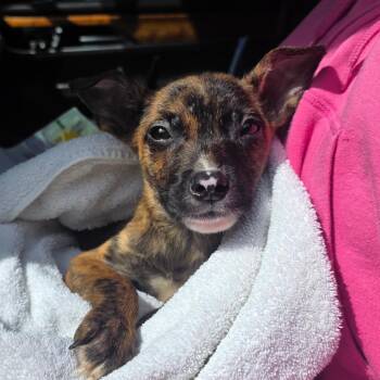 Blaze -  Rat Terrier Dog for Adoption in Valdosta, Georgia - Blaze | PetCurious