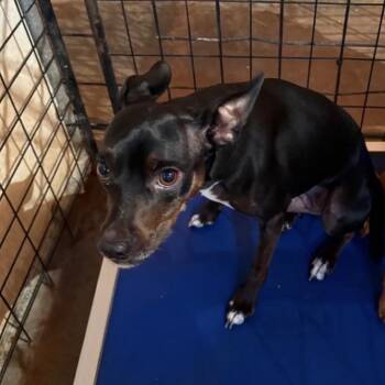 Willow -  Miniature Pinscher and Boston Terrier Dog for Adoption in Normal, Illinois - Willow | PetCurious