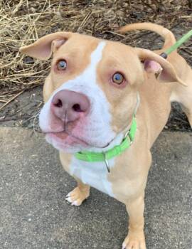 Mixed Breed Dogs Available for Adoption - Scottie | PetCurious