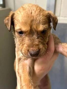 Carmen -  Mixed Breed Dog for Adoption in Morristown, New Jersey - Carmen | PetCurious