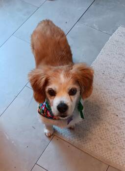 Boo Boo Bear -  Cavalier King Charles Spaniel and Beagle Dog for Adoption - Boo Boo Bear | PetCurious