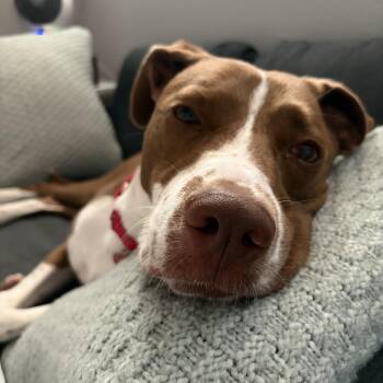 Flash -  Pointer Dog for Adoption in Claremont, California - Flash | PetCurious