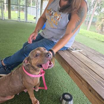 Rescue Mixed Breed Dogs for Adoption in Bangall, New York - Bobby Sue | PetCurious