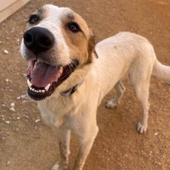 Diamond -  Mixed Breed Dog for Adoption in Bentonville, Arkansas - Diamond | PetCurious