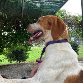 Asher -  Treeing Walker Coonhound Dog for Adoption in Windsor, Virginia - Asher | PetCurious