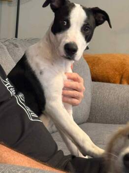 Rescue Mixed Breed Dogs for Adoption - Jack | PetCurious