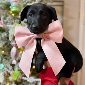 Rescue Black Labrador Retriever Dogs for Adoption in Crosby, Texas - Blizzy | PetCurious