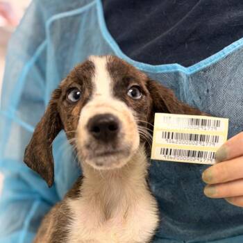 Calix -  Mixed Breed Dog for Adoption in Charleston, West Virginia - Calix | PetCurious