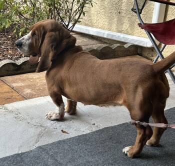Basset Hound Dogs Available for Adoption - Rosie | PetCurious