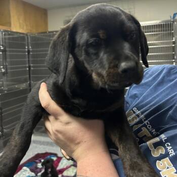 Rottweiler and Mixed Breed Dogs Available for Adoption in Greenville, South Carolina - Baked Bean | PetCurious