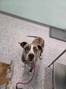 Terrier Dogs Available for Adoption in Athens, Tennessee - Gin | PetCurious