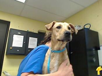 BROOKLYN -  Labrador Retriever and Carolina Dog Dog for Adoption in Cookeville, Tennessee - BROOKLYN | PetCurious
