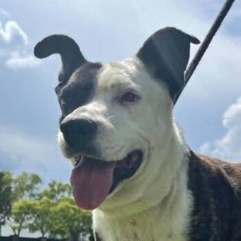 Azoka (20260817-03) -  Boxer Dog for Adoption in Niagara Falls, Ontario - Azoka (20260817-03) | PetCurious